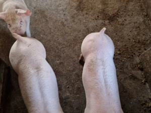 soldani de carne 55-65 kg