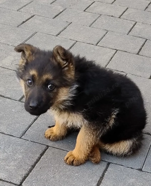 Pui ciobanesc german - imagine 2