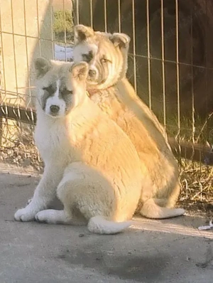 Pui Akita american  500 lei - imagine 2