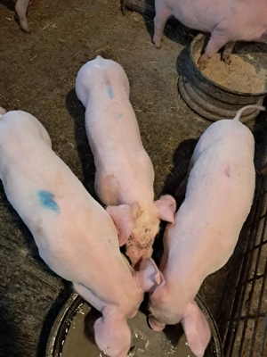 purcei de 8 săptămâni 