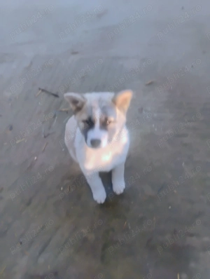 Pui Akita american  500 lei - imagine 3