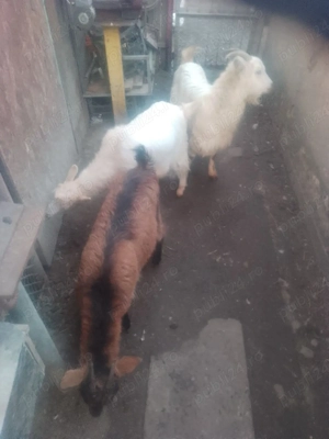 de vanzare  - imagine 2