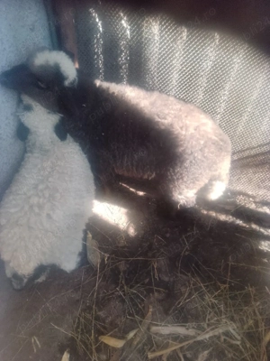 de vanzare  - imagine 5