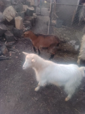 de vanzare  - imagine 4