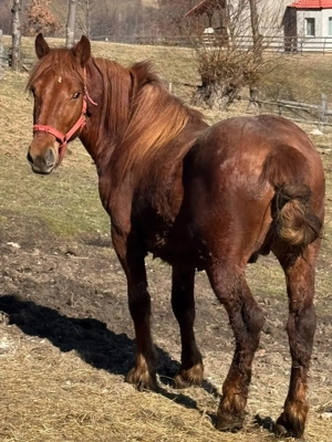 Mânz semigreu de vânzare 