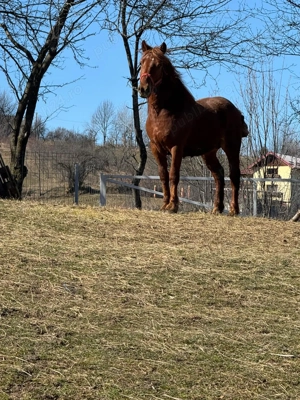 Mânz semigreu de vânzare  - imagine 3