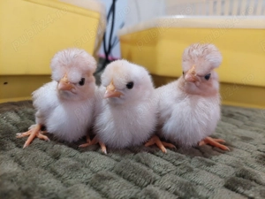 Pui, Ameraucana , Australorp și pitici  - imagine 2