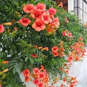 Arbust Luleaua turcului