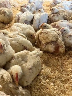 Pui albi de carne - imagine 2