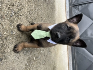 Ciobanesc Belgian Malinois