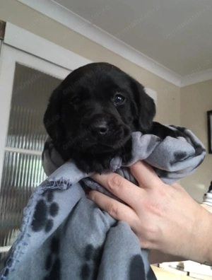 Labrador retriever femelă 