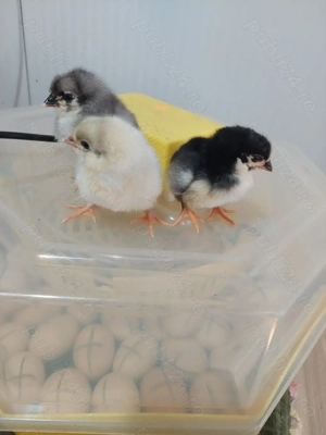 Pui, Ameraucana , Australorp și pitici  - imagine 3