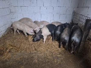 vand porcei de carne pret pe toti 700si pe ales 750