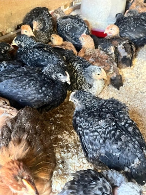 Pui zburați rasă mixtă - imagine 2