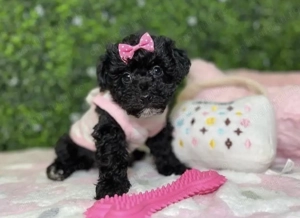 Fetițe caniche 1300 lei