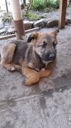 Catelusi metis - mama malinois - 3 luni - vaccinati si deparazitati intern extern.