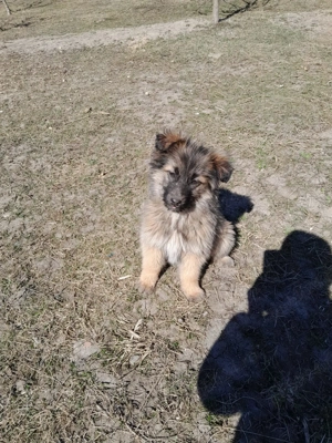 Catelusi metis - mama malinois - 3 luni - vaccinati si deparazitati intern extern. - imagine 2