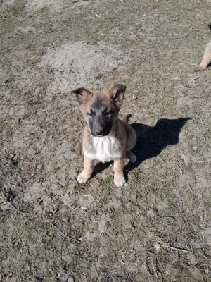 Catelusi metis - mama malinois - 3 luni - vaccinati si deparazitati intern extern. - imagine 4