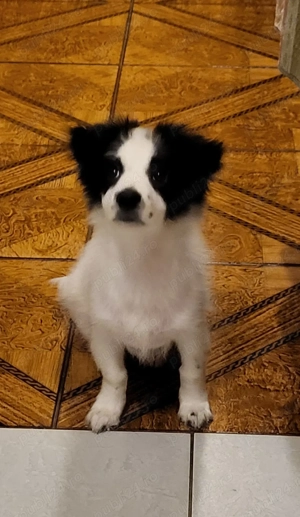 Bichon havanez 4 luni - imagine 2