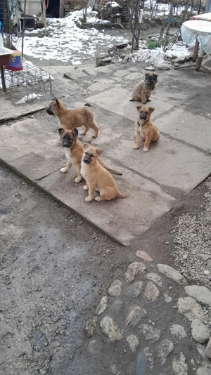 Catelusi metis - mama malinois - 3 luni - vaccinati si deparazitati intern extern. - imagine 5
