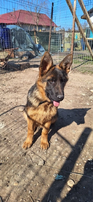 Catelusa Ciobanesc German 