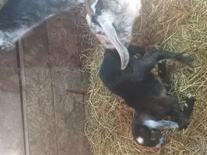 vând capră angronubiană fătată recent si o ieduta de anil trecut - imagine 5