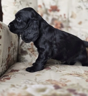 Cocker spaniel mascul - imagine 2