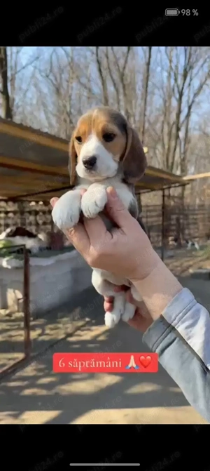 Beagle Femela Arad 7 Saptamani - imagine 2