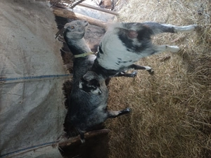 vând capră angronubiană fătată recent si o ieduta de anil trecut - imagine 2