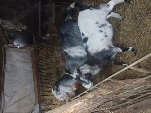 vând capră angronubiană fătată recent si o ieduta de anil trecut - imagine 3