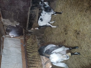 vând capră angronubiană fătată recent si o ieduta de anil trecut - imagine 4