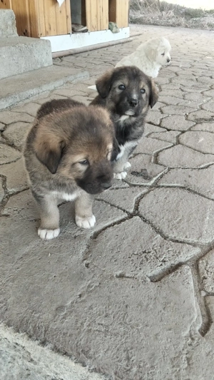 ciobănești metis  - imagine 3