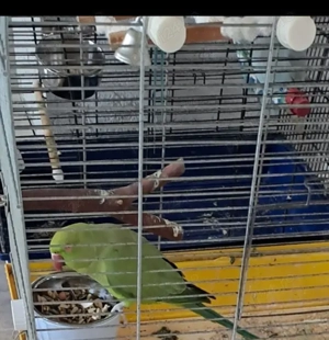 Vând sau schimb cu mascul de Micul Alexander violet - imagine 4