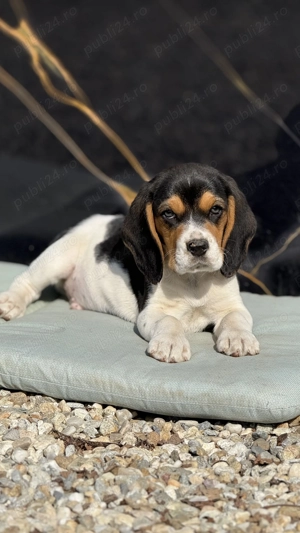 Un pui de Beagle Minunat 