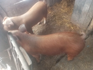 Vând porc duroc - imagine 3