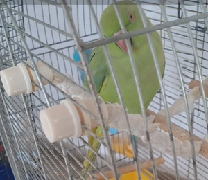 Vând sau schimb cu mascul de Micul Alexander violet - imagine 3