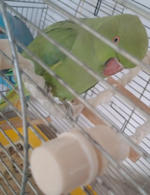 Vând sau schimb cu mascul de Micul Alexander violet - imagine 2