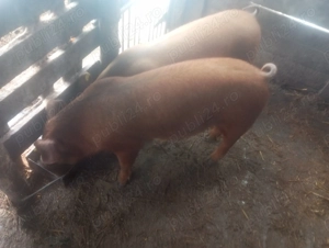 Vând porc duroc - imagine 2