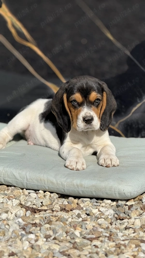 Un pui de Beagle Minunat  - imagine 2