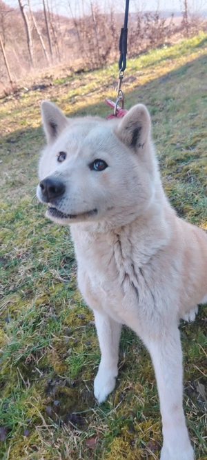 Donez Femela Akita Inu