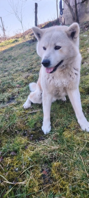 Donez Femela Akita Inu - imagine 3