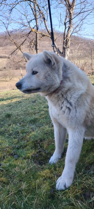 Donez Femela Akita Inu - imagine 2