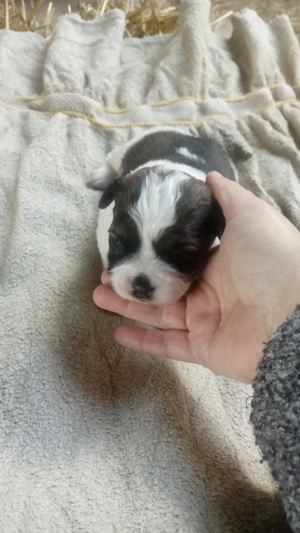 buldog francez combinație cu bison maltez 