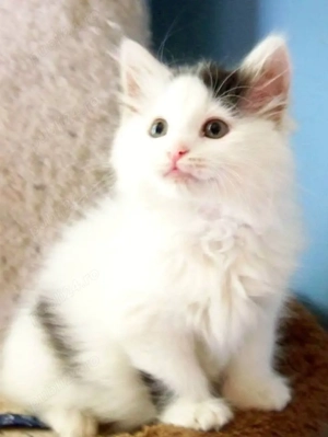 Siberiana de Pădure 