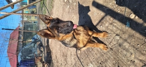 Catelusa Ciobanesc German 