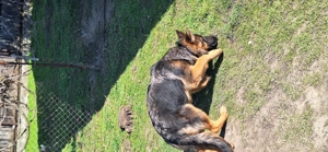 Catelusa Ciobanesc German  - imagine 2