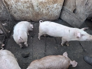 Vând purcei - imagine 2