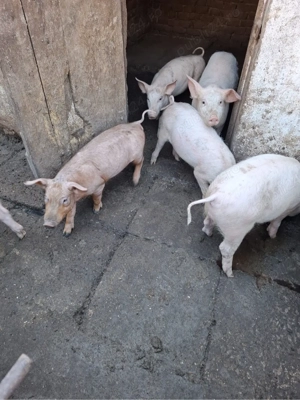 Vând purcei - imagine 3