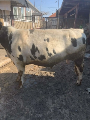 Vând taur belgian - imagine 3