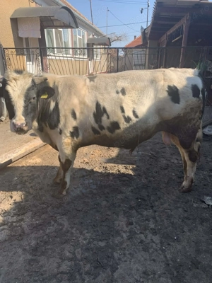 Vând taur belgian - imagine 2